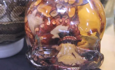 Oddities and Curiosities Expo